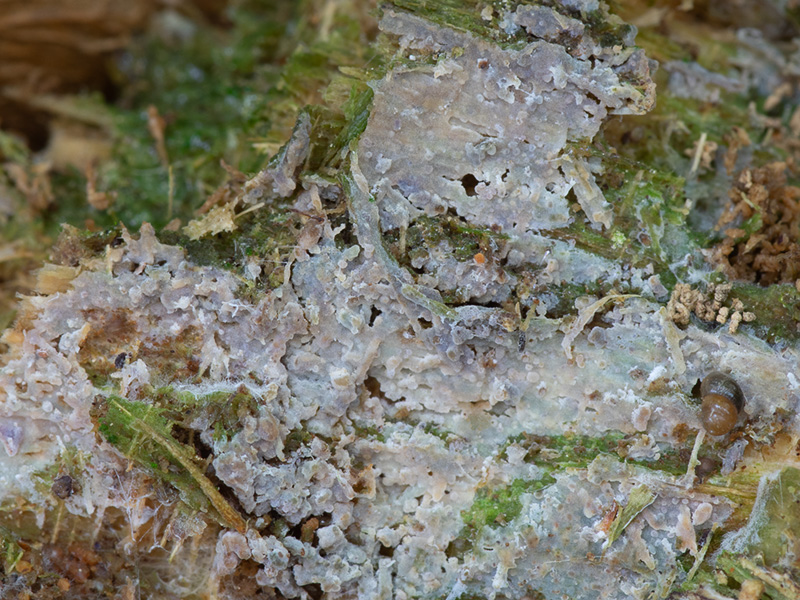 Basidiodendron trachysporum Basidiodendron trachysporum